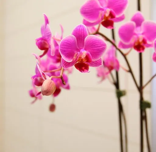 Villa Salobre Master And Sun *