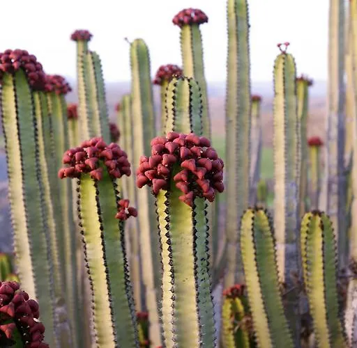 Villa Salobre Master And Sun